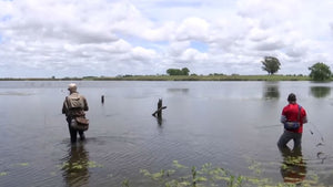 Tarariras en aguas claras