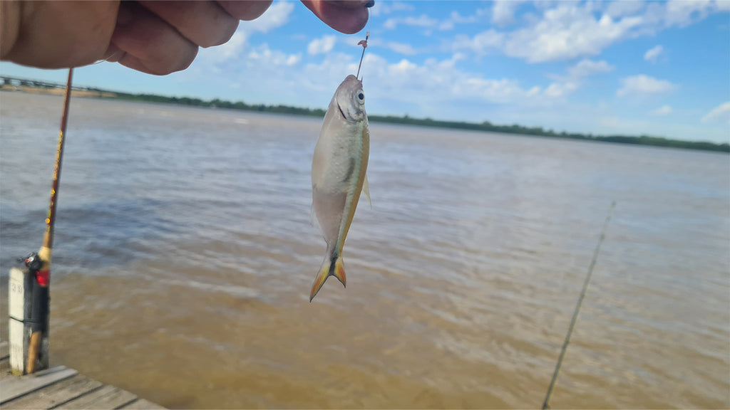 Mojarras: maestra de pescadores