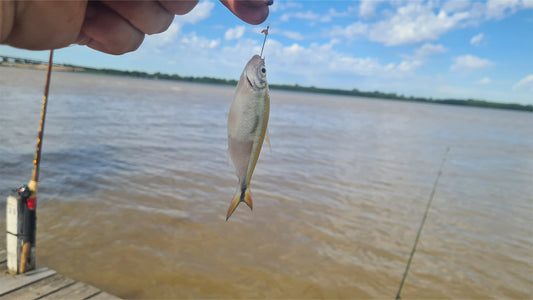 Mojarras: maestra de pescadores