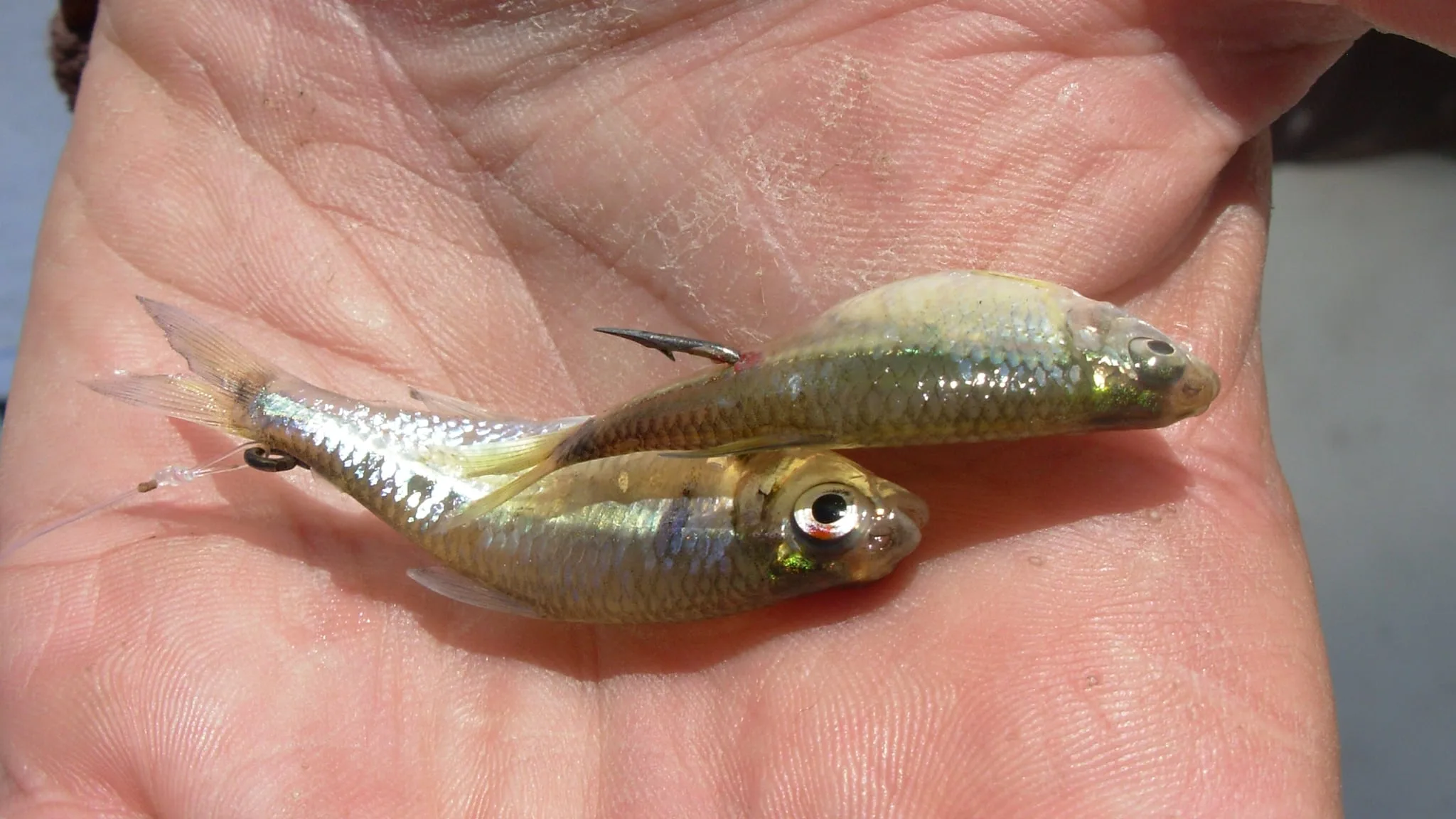 Carnadas para pejerrey