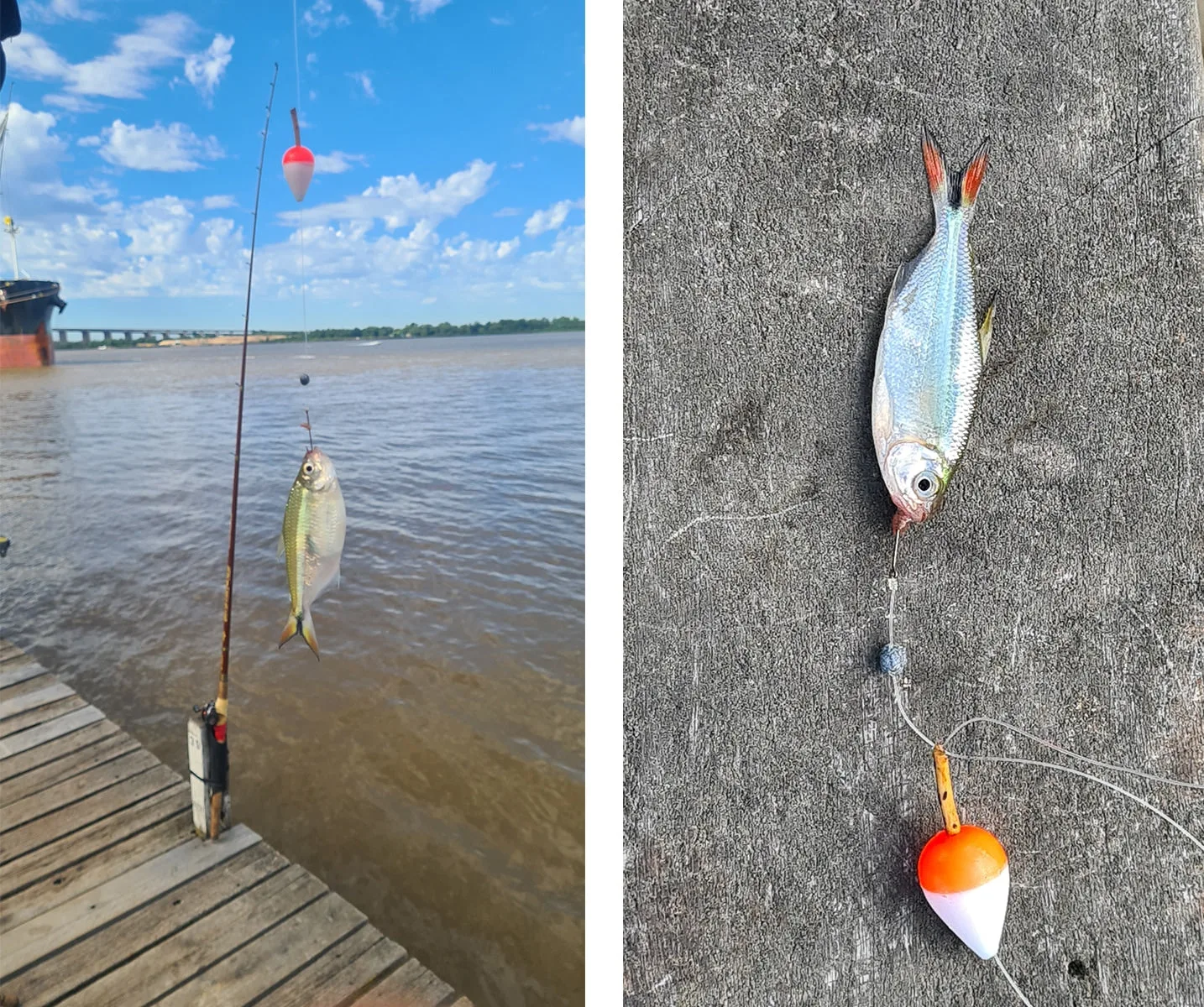 Mojarras: maestra de pescadores