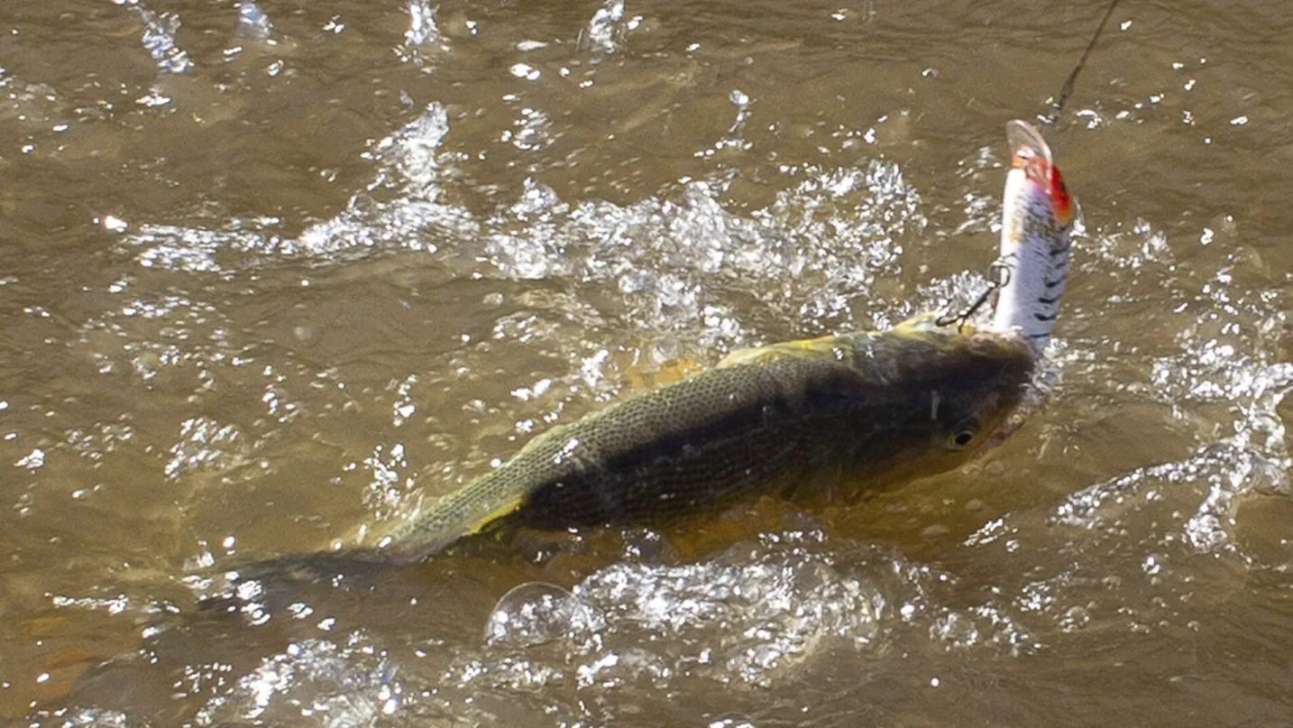 Spinning y bait en el río Uruguay