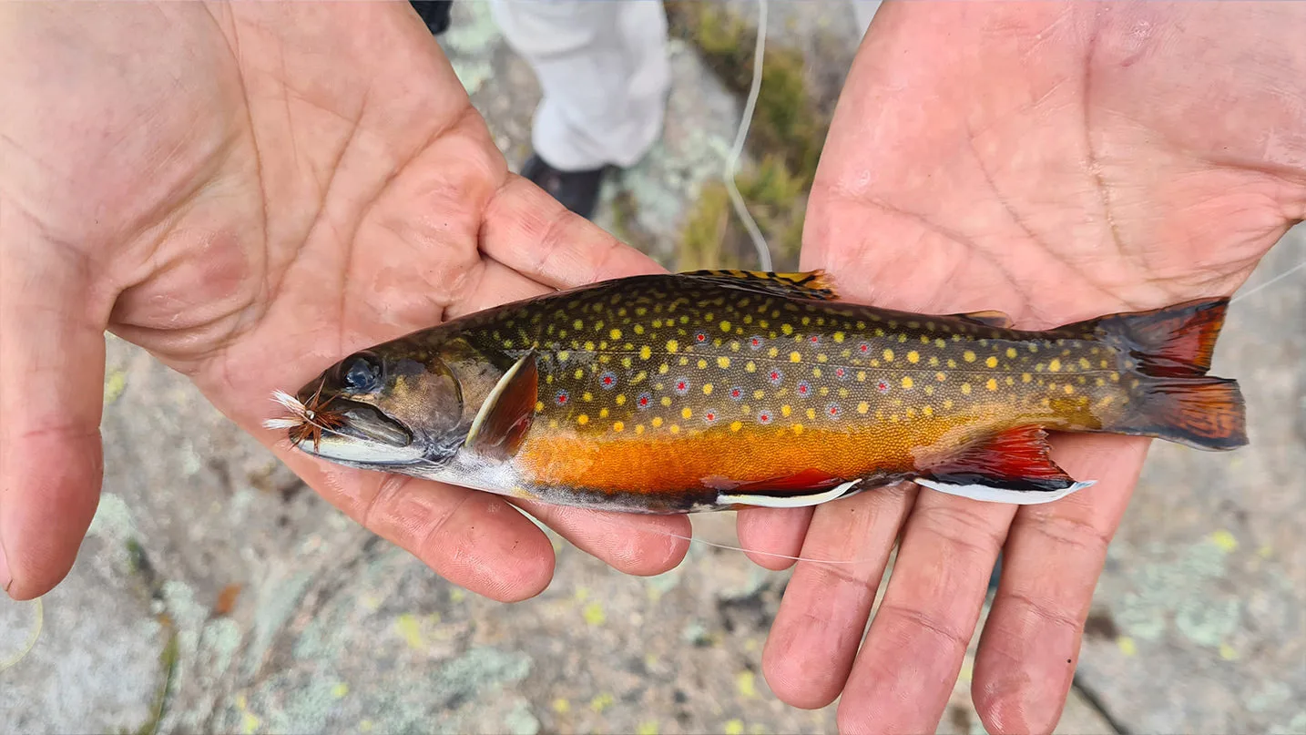 Truchas en Pampa de Achala