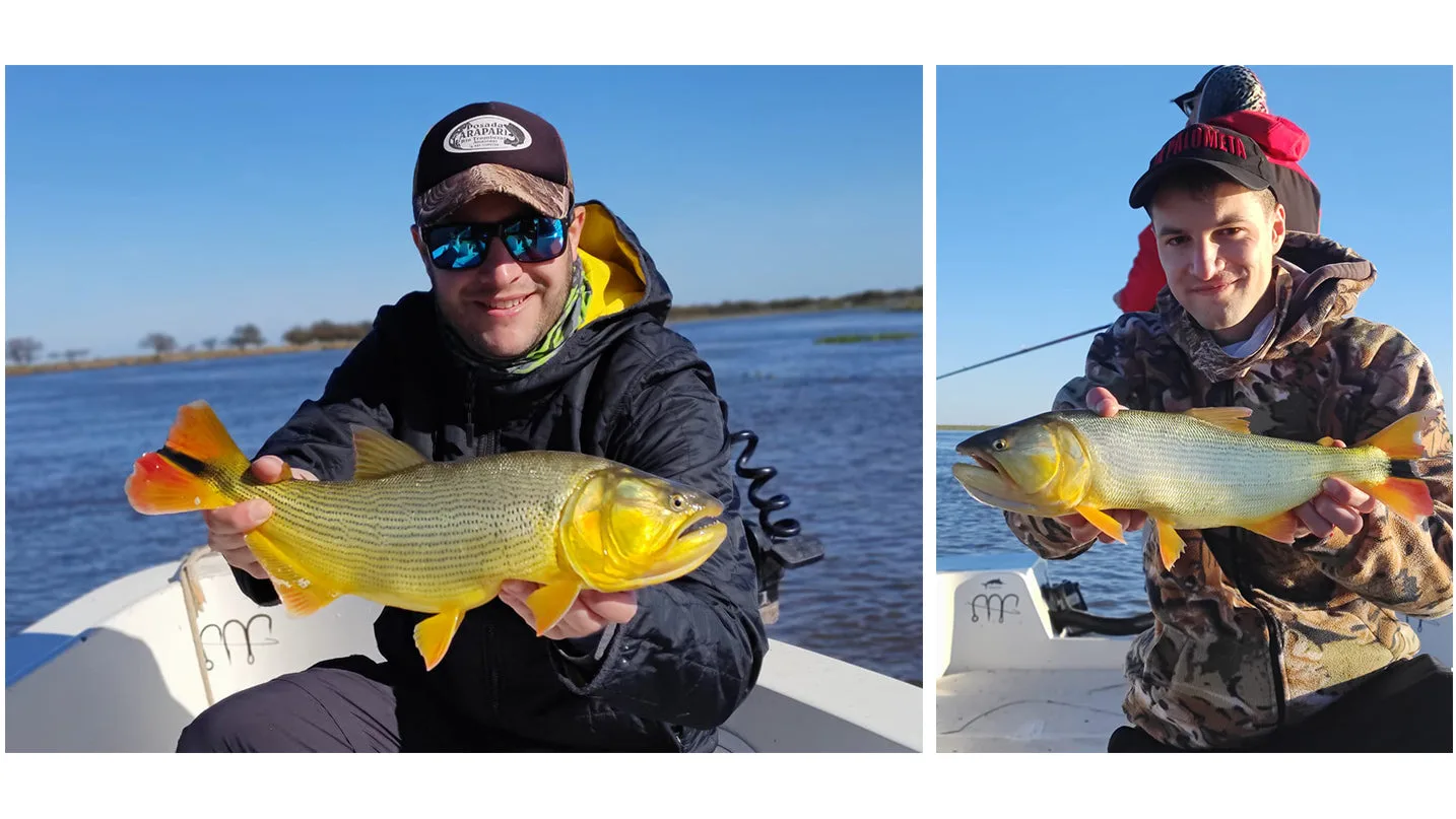 Victoria explota de peces dorados